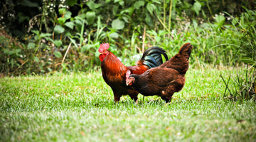 The Good Egg Company - Free Range & Organic Eggs From Wiltshire